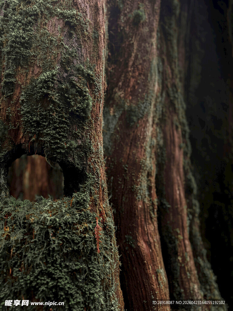 古老树皮上的神秘纹理