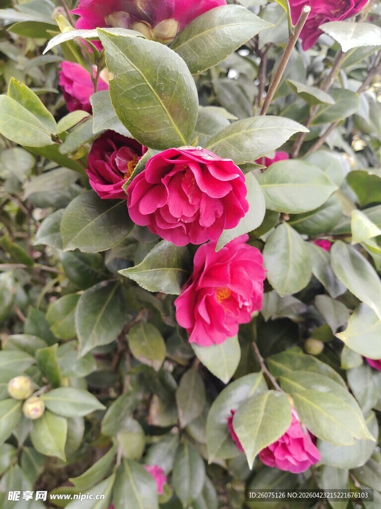 娇艳山茶花绽放绿叶间