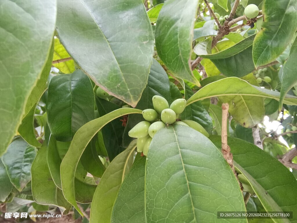桂花树绿叶间的青果