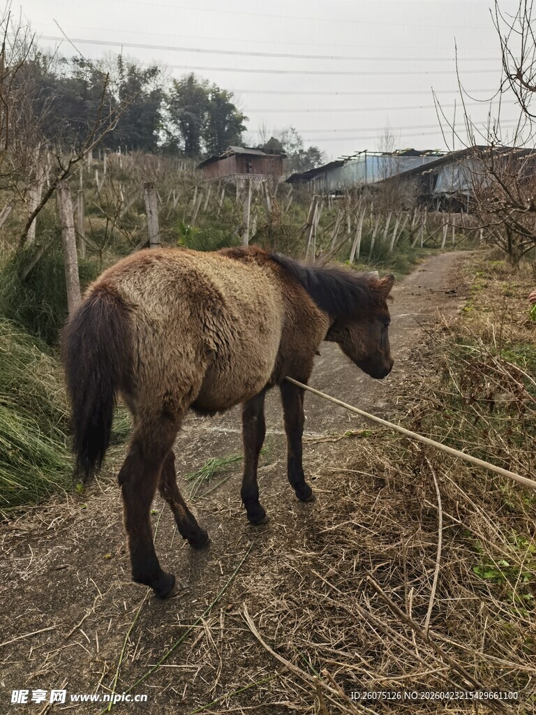 田野中的小马驹