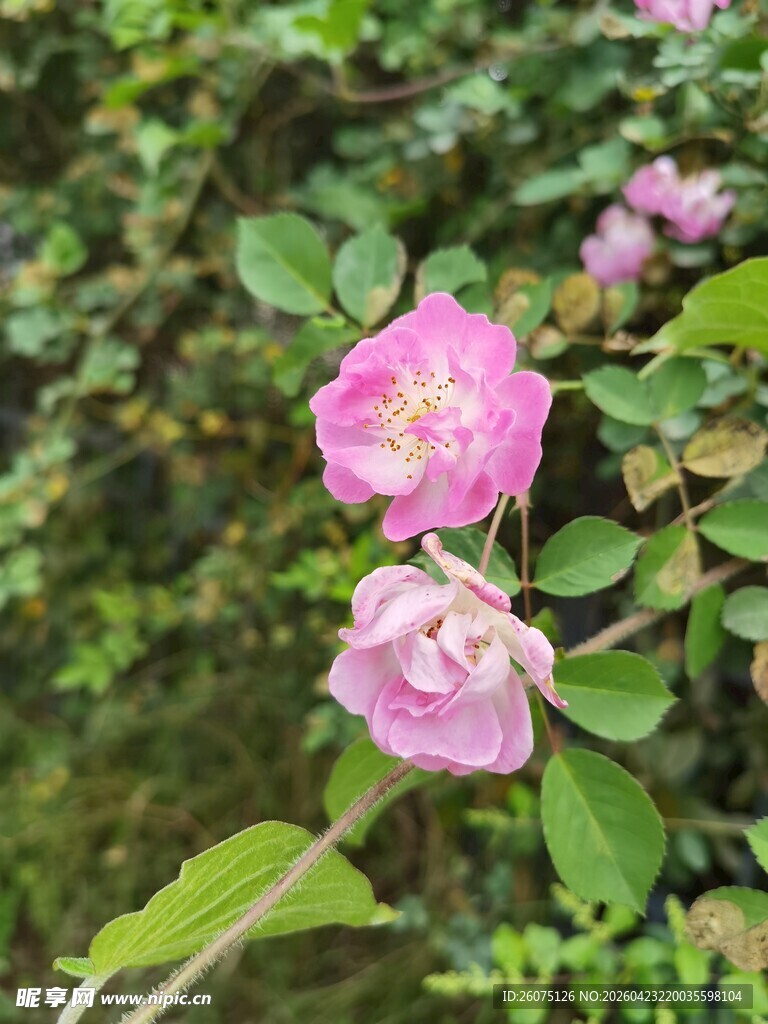 娇艳粉色蔷薇花绽放