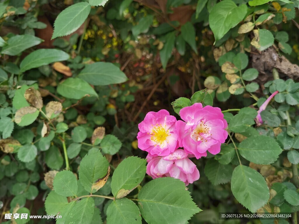绿叶丛中的娇艳粉花