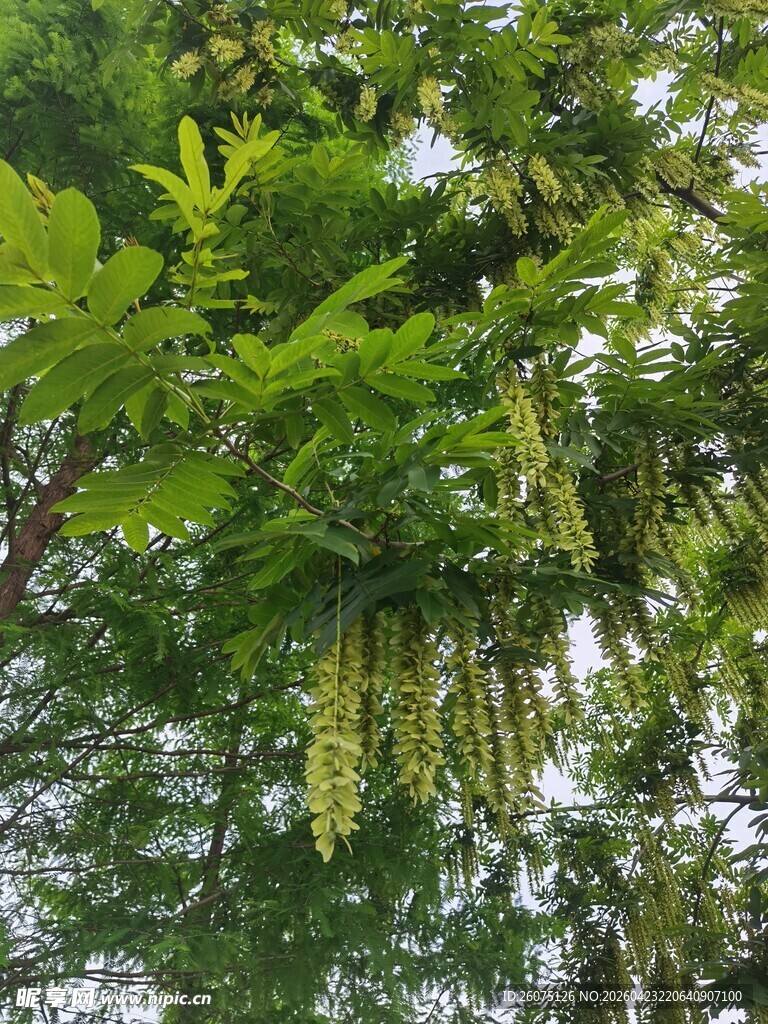 繁茂绿树间的串串植物种子