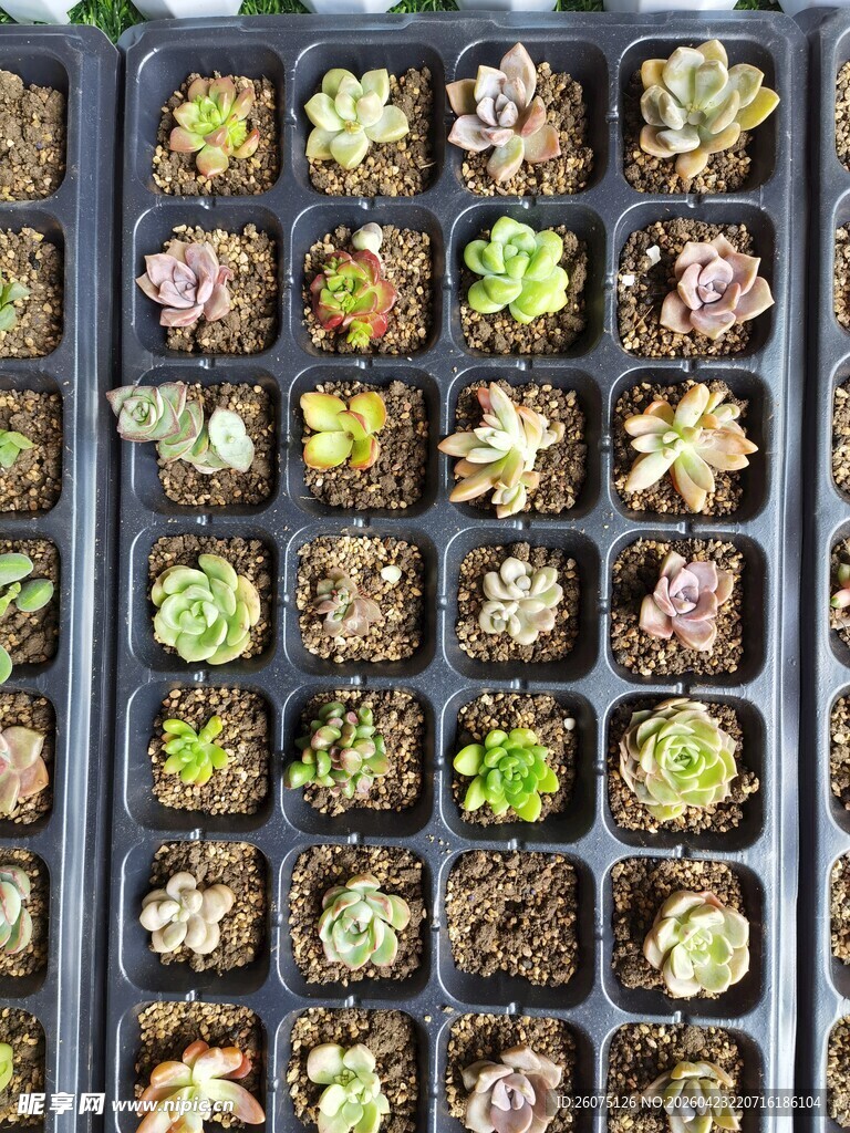 多肉植物盆栽整齐排列