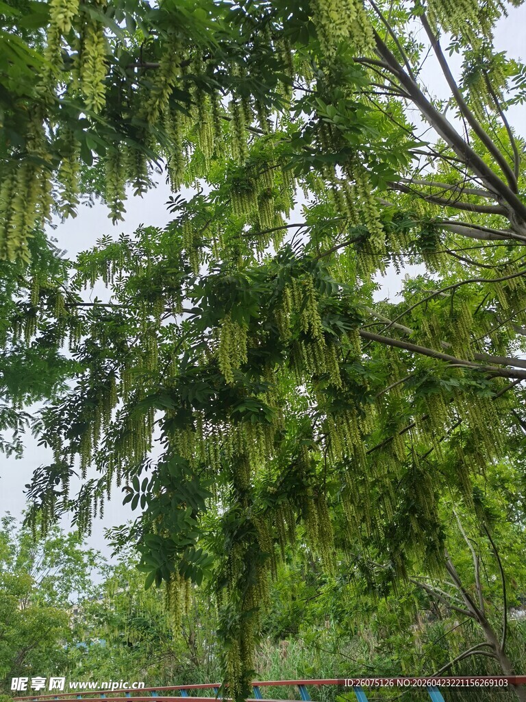 繁茂绿树尽显自然生机