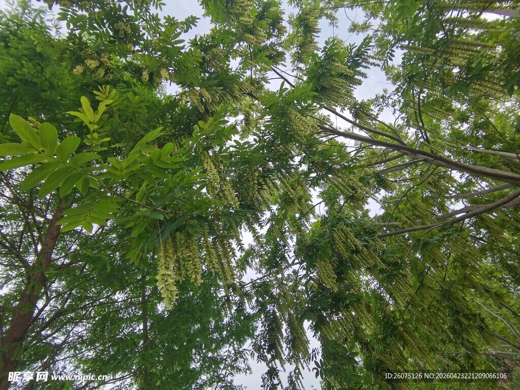 仰视葱郁繁茂的树木