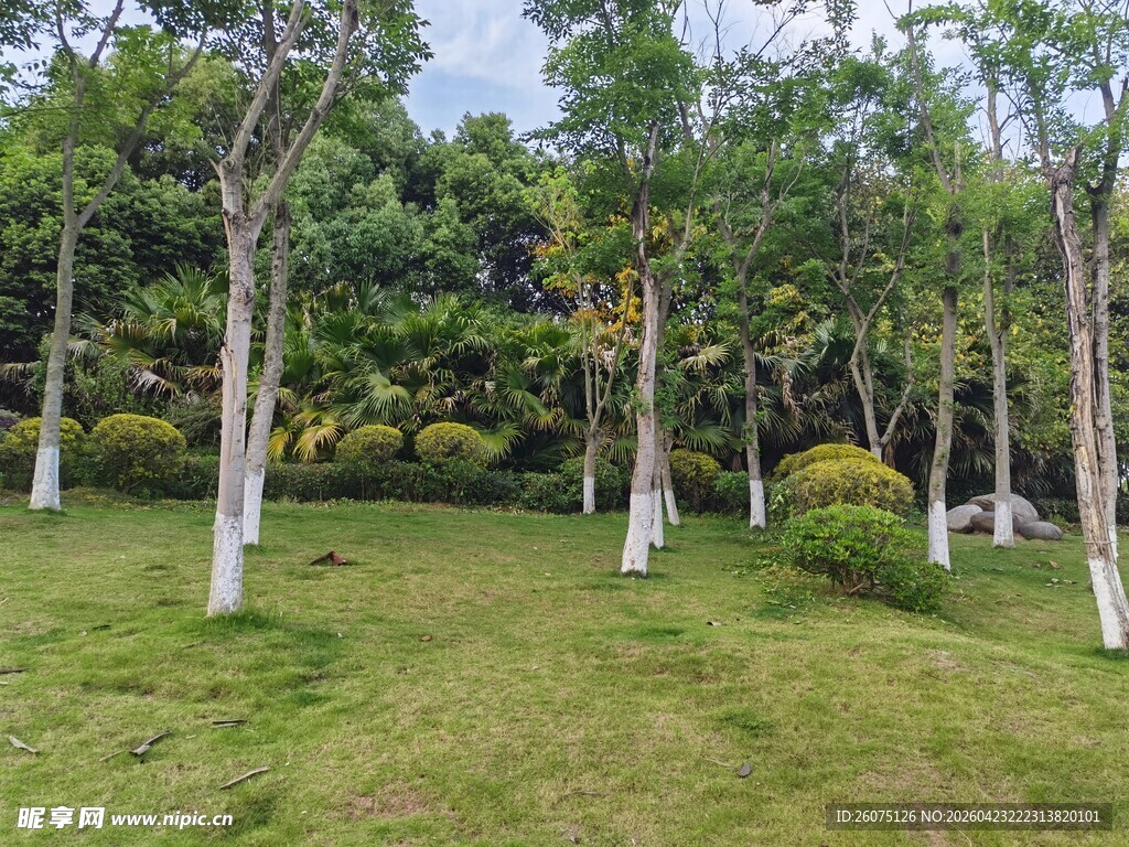 绿意盎然的林间草地