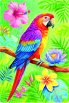  鹦鹉 繁花 