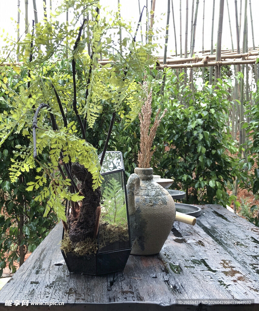 古朴盆景配雅致茶壶