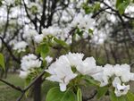 枝头绽放的洁白花朵