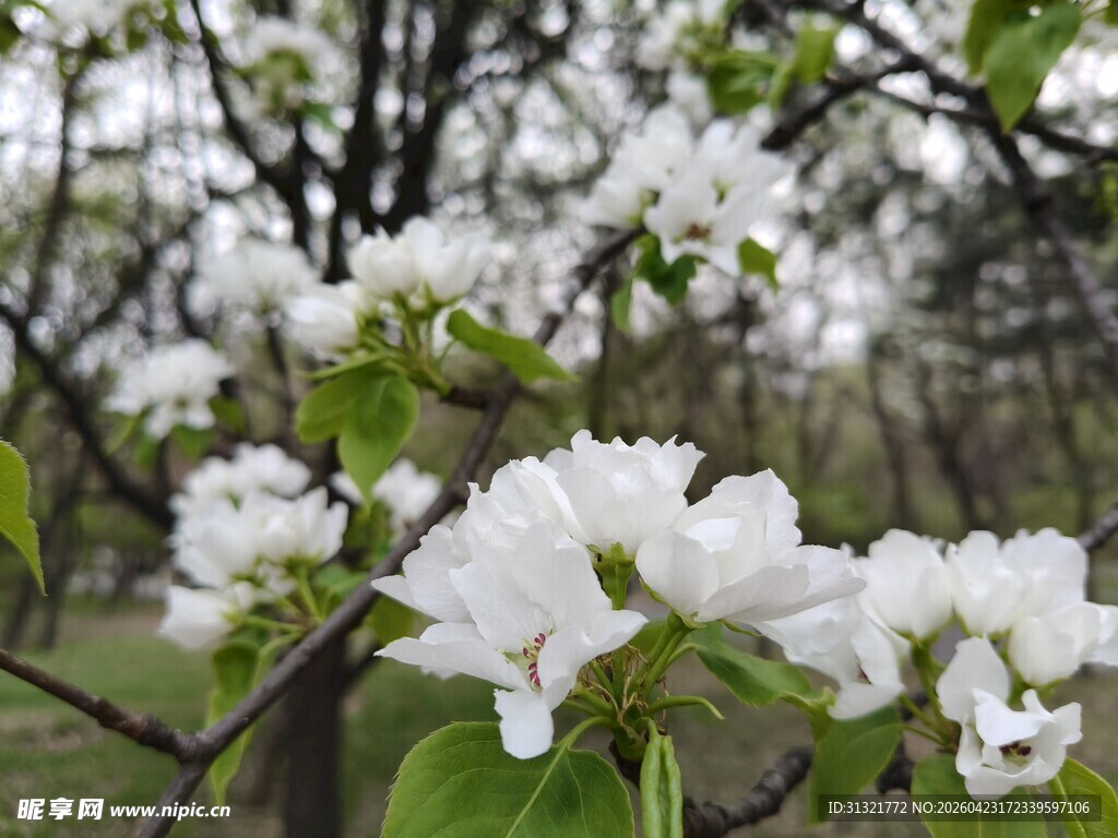 枝头绽放的洁白花朵