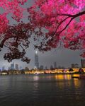 湖畔夜樱下的城市美景