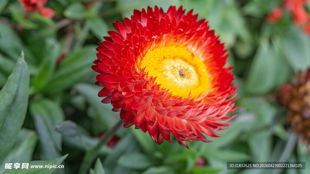 鲜艳红色蜡菊绽放