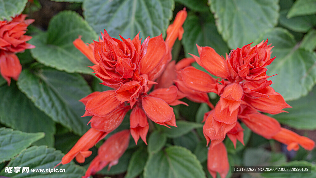 一串红 爆仗红 象牙红