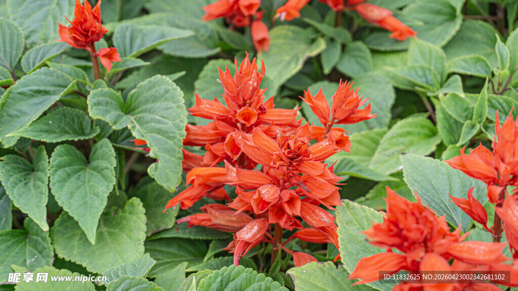 一串红 爆仗红 象牙红