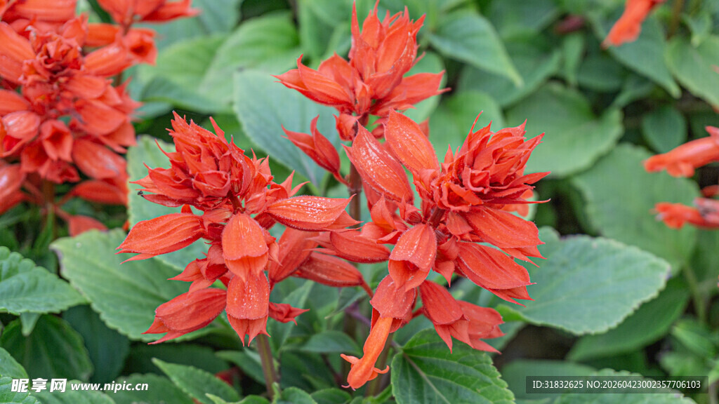 一串红 爆仗红 象牙红