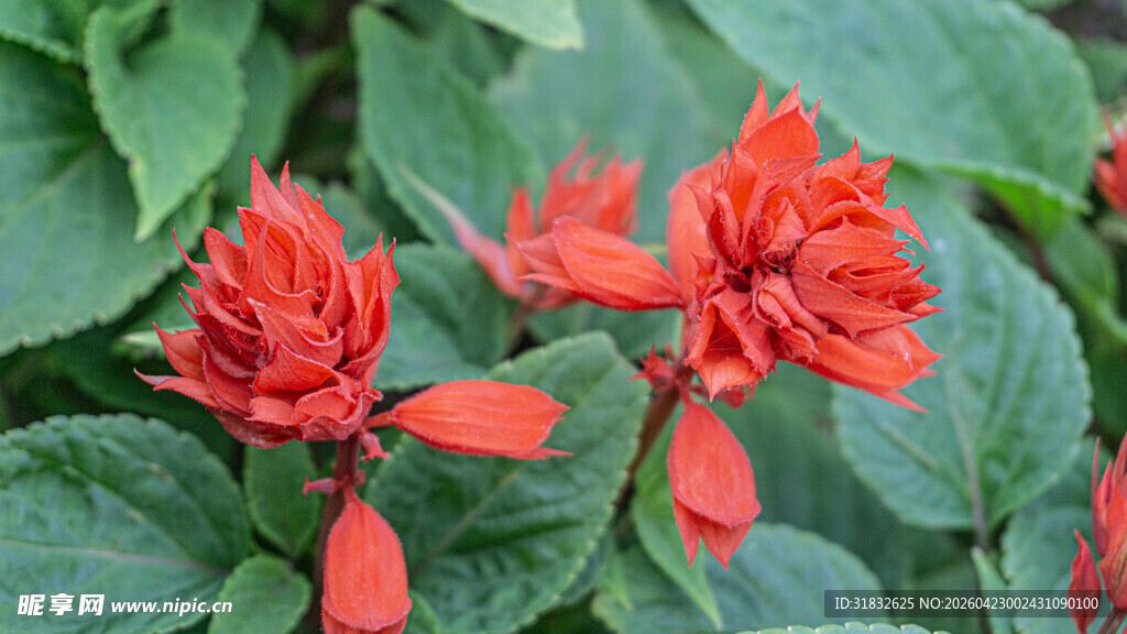 一串红 爆仗红 象牙红