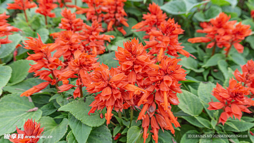 鲜艳串串红绽放