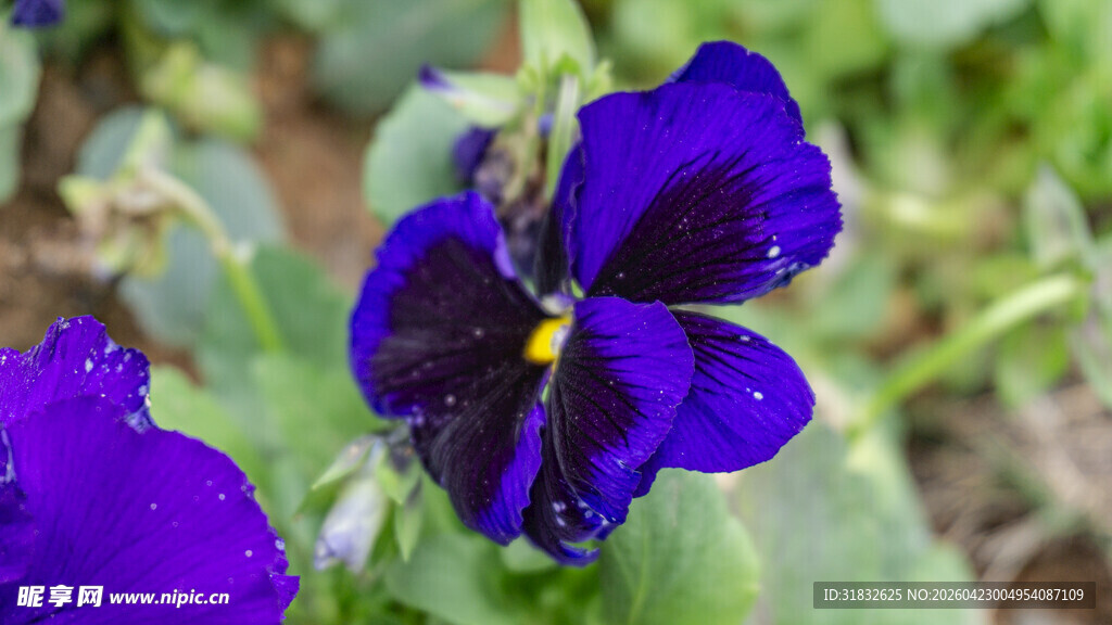 紫色三色堇花朵特写