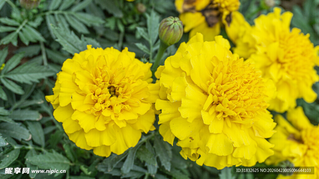 鲜艳黄色万寿菊绽放