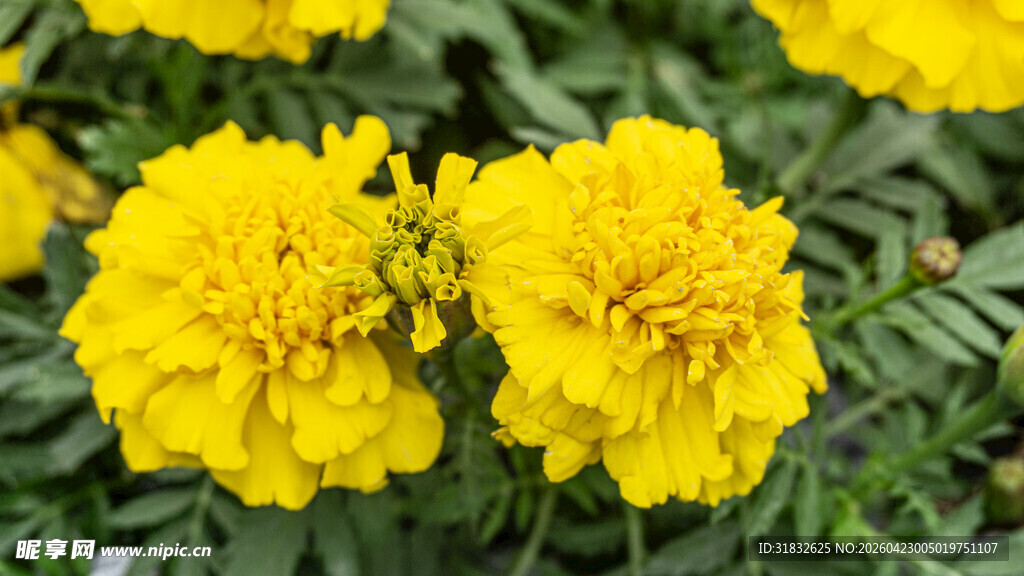 鲜艳黄色万寿菊绽放