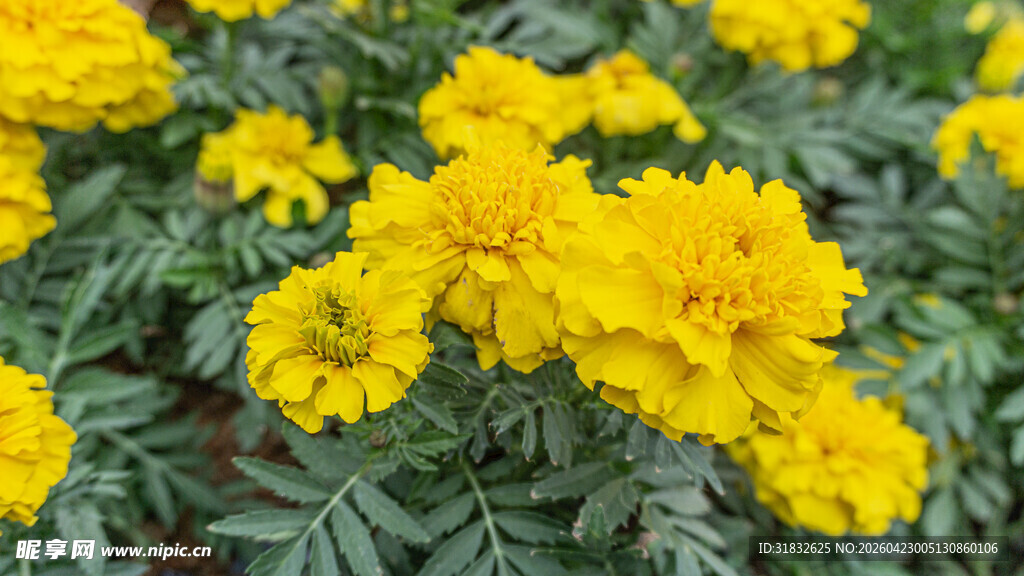 鲜艳黄色万寿菊绽放