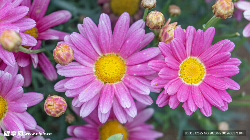 娇艳绽放的多彩小雏菊