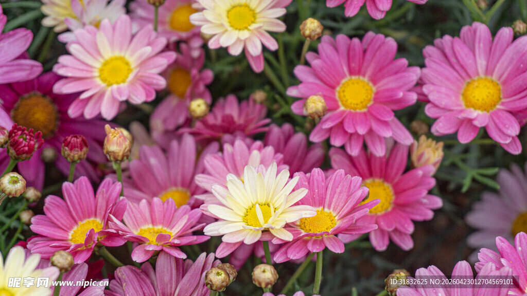 缤纷多彩的美丽菊花绽放