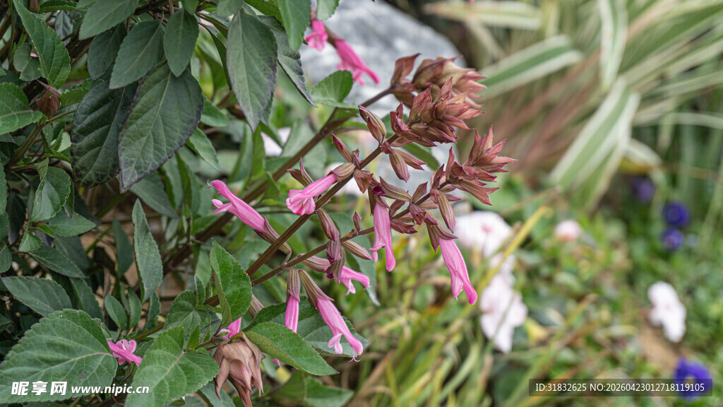 粉色花卉与绿叶相映成趣