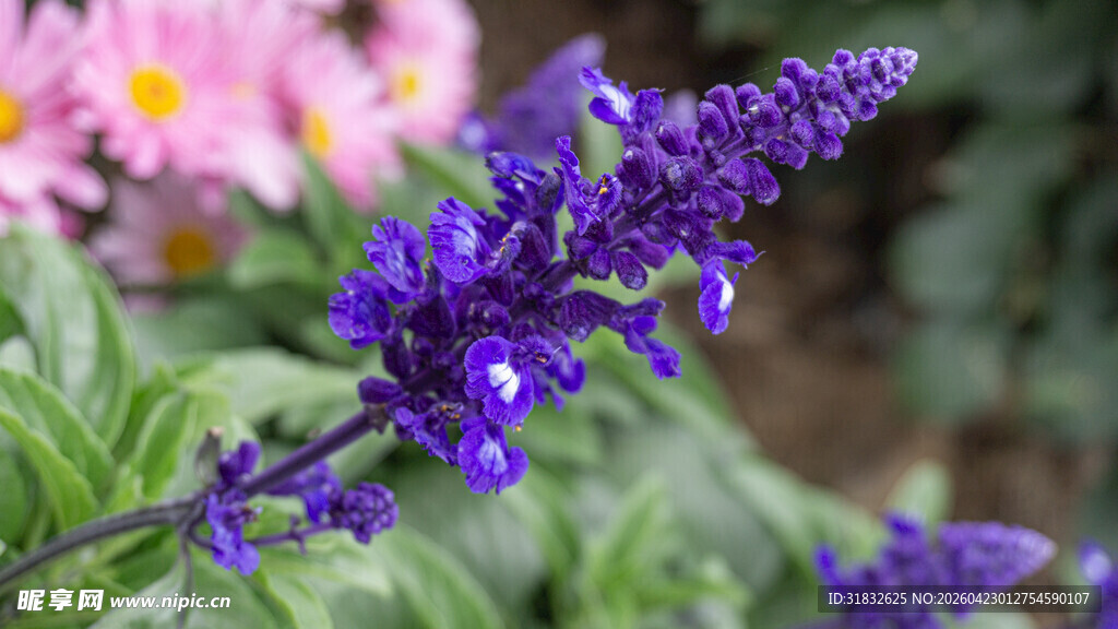 紫色鼠尾草特写