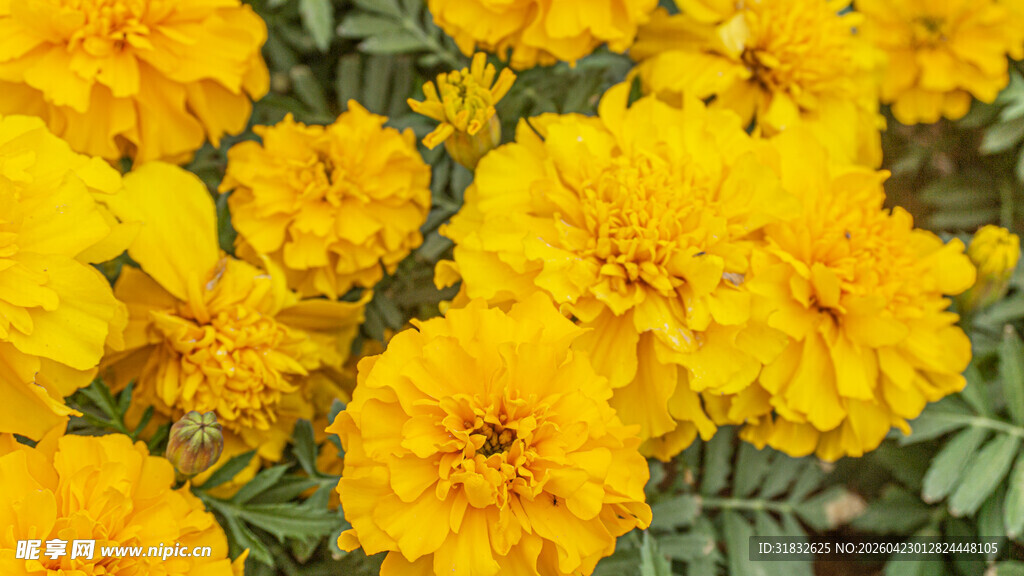 金黄灿烂万寿菊绽放