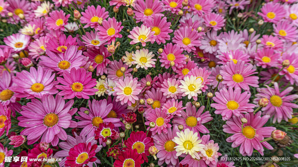 缤纷多彩小雏菊绽放