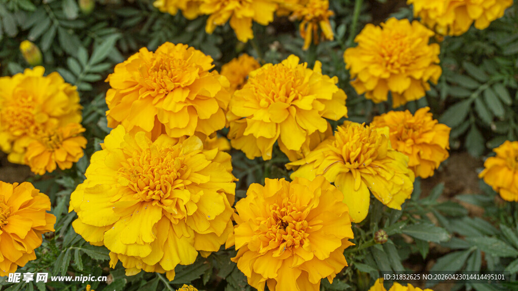 鲜艳黄色万寿菊绽放