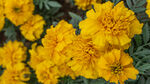 鲜艳黄色万寿菊绽放