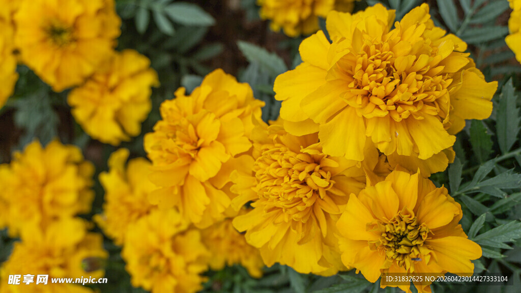 鲜艳黄色万寿菊绽放
