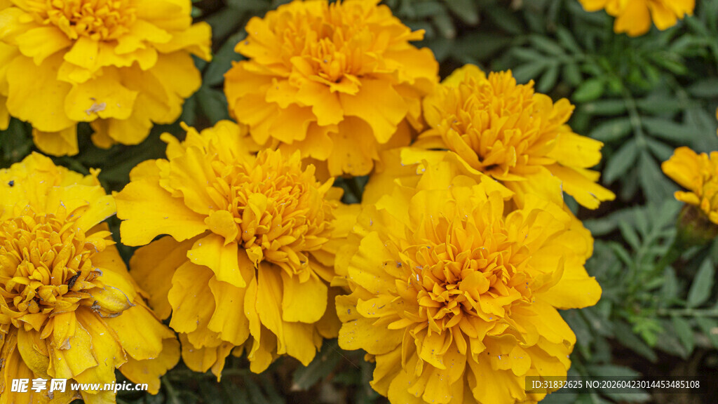 鲜艳黄色万寿菊绽放