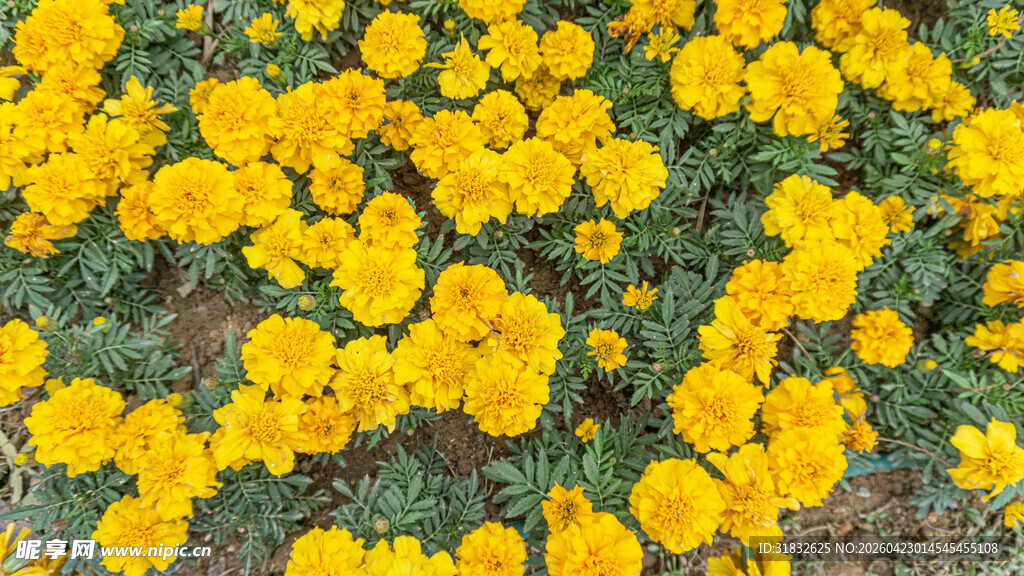 金黄灿烂的小菊花