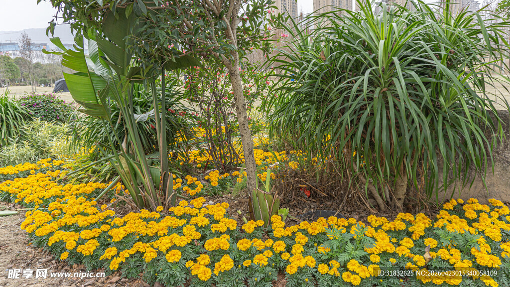 花园中的灿烂花卉景观