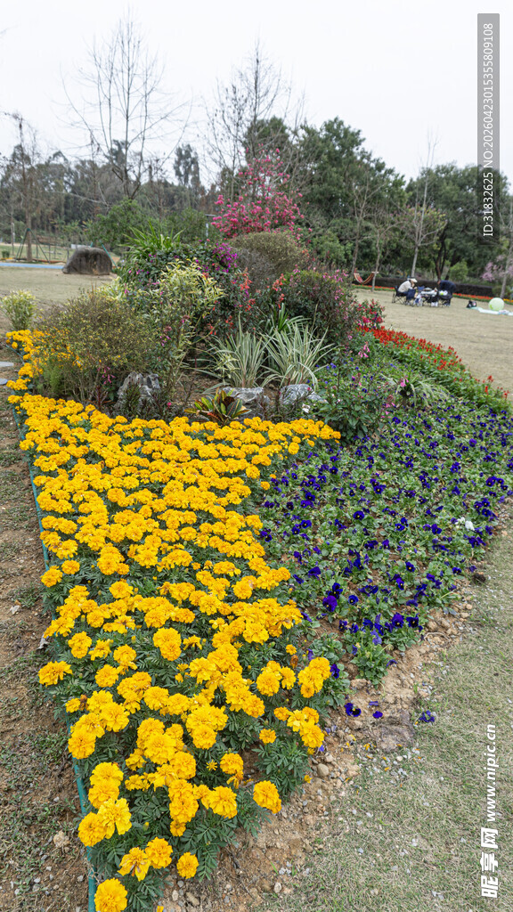 多彩菊花装点美丽花园