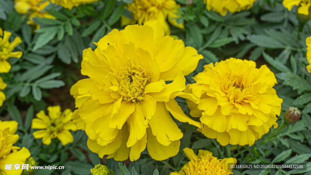 鲜艳黄色万寿菊绽放