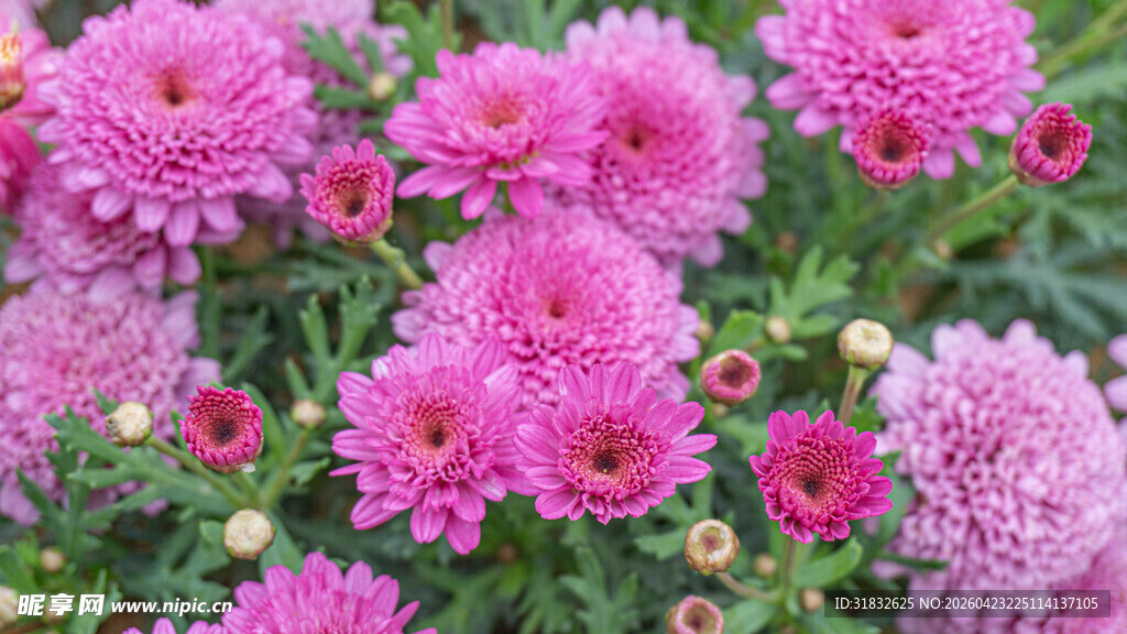 艳丽盛开花团锦簇的粉菊