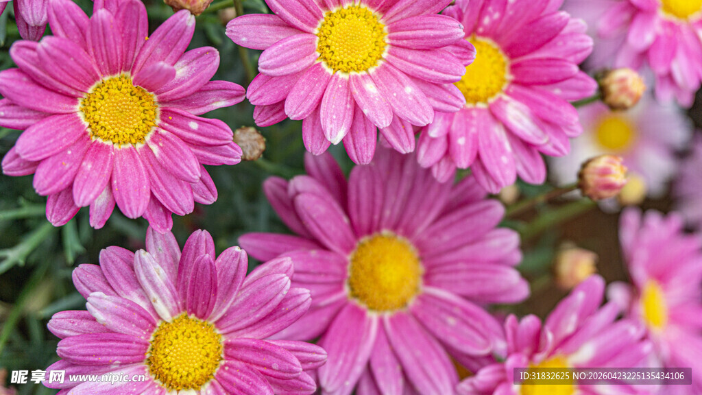 粉色雏菊绽放美丽