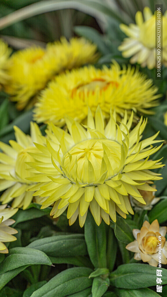 黄色蜡菊花卉特写