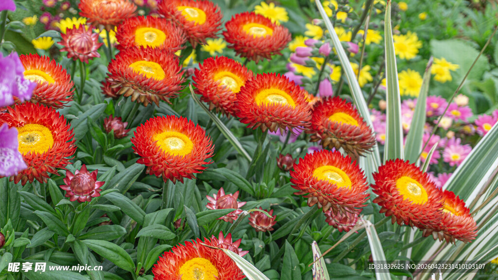 多彩绚烂的花丛绽放