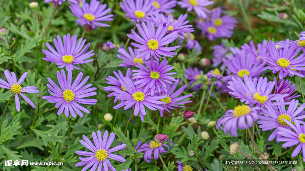 紫色雏菊绽放于绿叶间