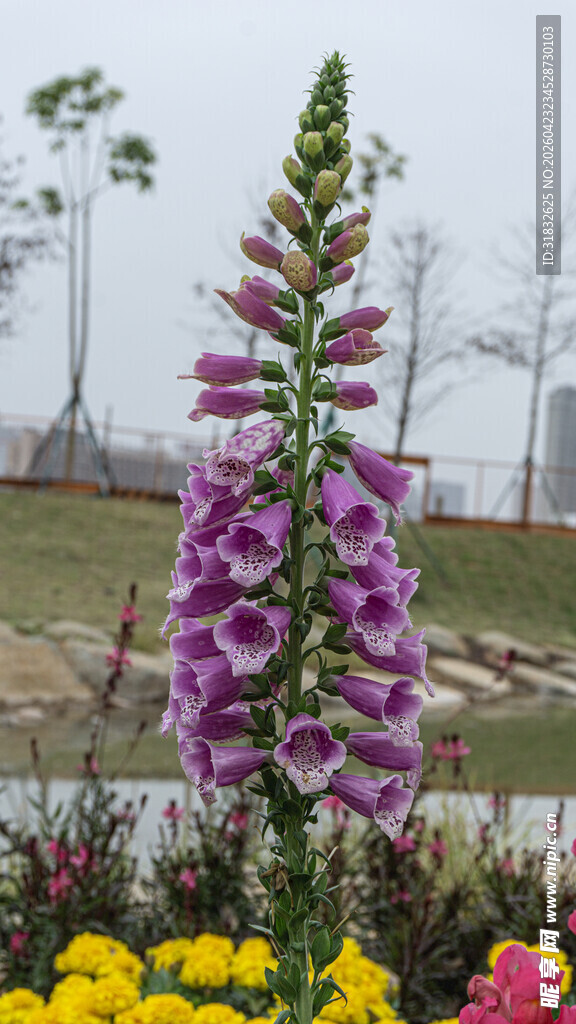 紫色毛地黄绽放于花丛中