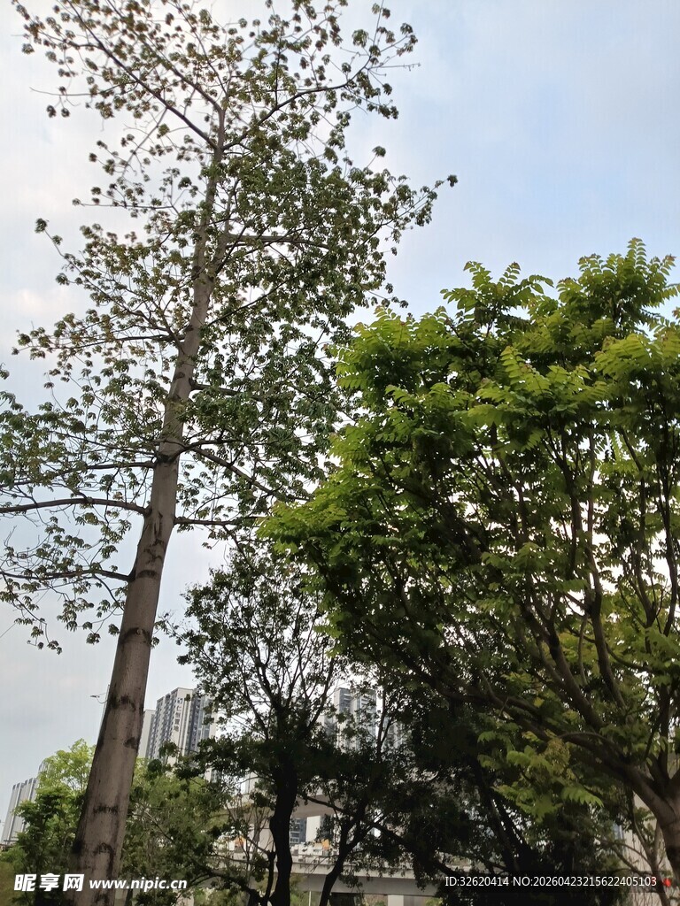 高大挺拔的树木景观