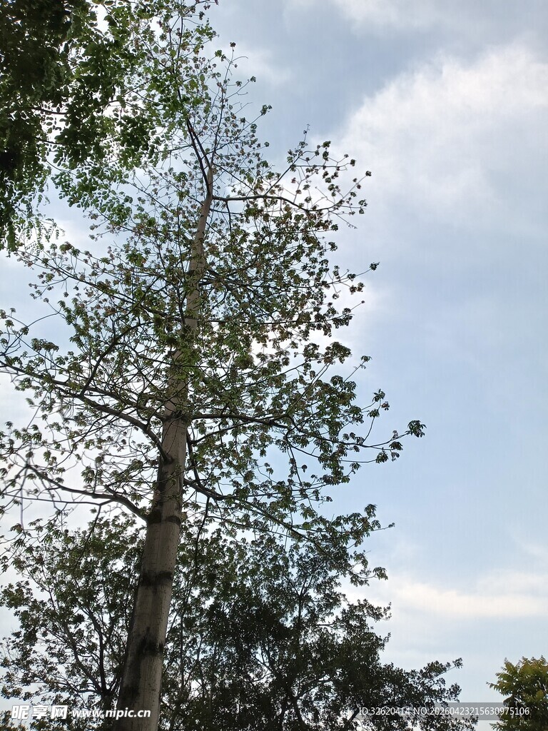 挺拔树木与蓝天白云