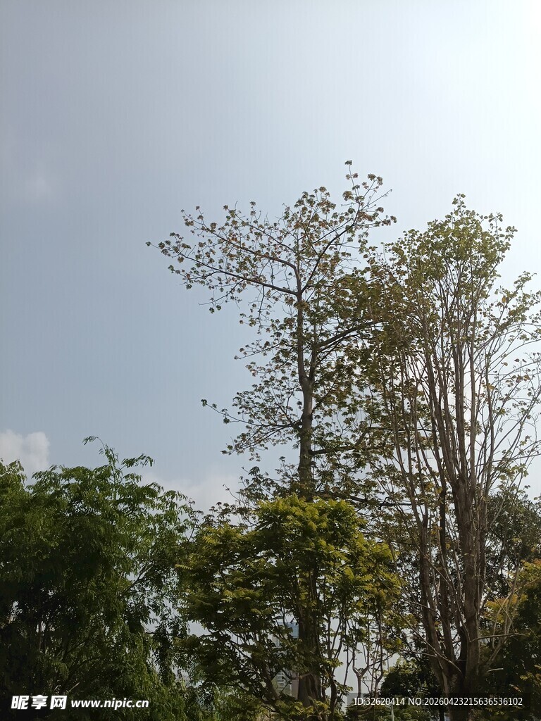 阳光下的树木景观