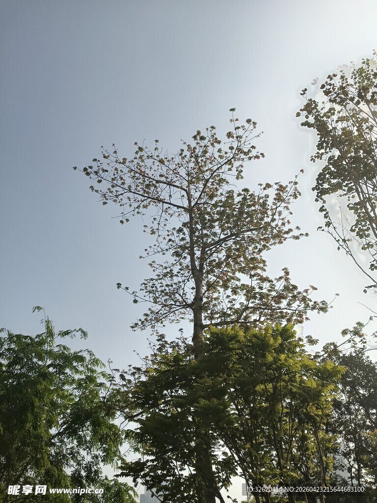 阳光下的繁茂树木